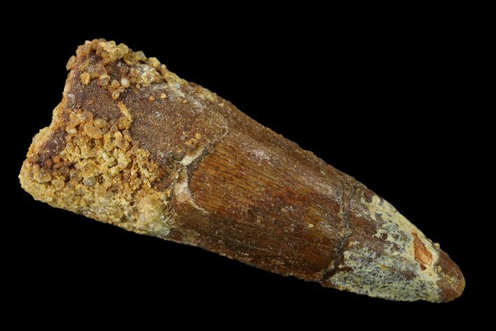 Spinosaurus Tooth - Real Dinosaur Tooth #136228